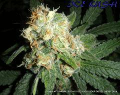 KADOR NFT 2x400W FLO+41 ICE KUSH SOUR DIESEL MOBY DICK