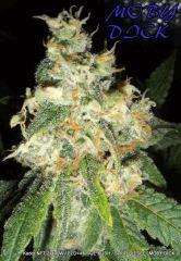 KADOR NFT 2x400W FLO+41 ICE KUSH SOUR DIESEL MOBY DICK