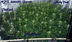 NFT 2x400W Ice Kush Sour Diesel Moby Dick Flo+20