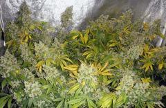 NFT ICE KUSH MOBYDICK SOURDIESEL FLO +73