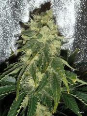 Kador NFT 2x400W ICE KUSH SOUR DIESEL MOBY DICK FLO +53