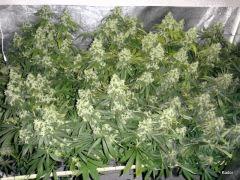 Kador NFT 2x400W ICE KUSH SOUR DIESEL MOBY DICK FLO +53