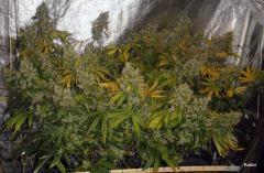 NFT ICE KUSH MOBYDICK SOURDIESEL FLO +73
