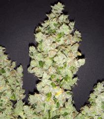 SourDiesel Flo+85