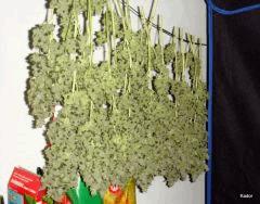 SourDiesel Flo+85