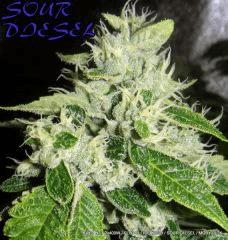 KADOR NFT 2x400W FLO+41 ICE KUSH SOUR DIESEL MOBY DICK