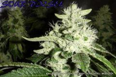 KADOR NFT 2x400W FLO+41 ICE KUSH SOUR DIESEL MOBY DICK