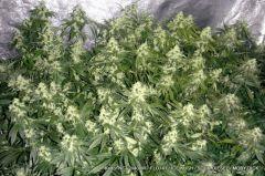 KADOR NFT 2x400W FLO+41 ICE KUSH SOUR DIESEL MOBY DICK