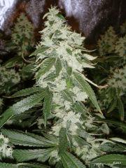 Kador NFT 2x400W ICE KUSH SOUR DIESEL MOBY DICK FLO +53