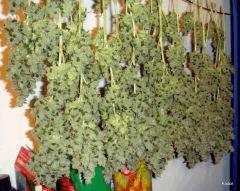 SourDiesel Flo+85