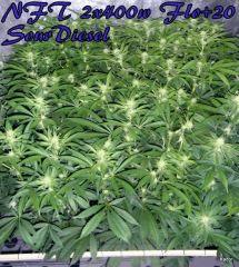 NFT 2x400W Ice Kush Sour Diesel Moby Dick Flo+20