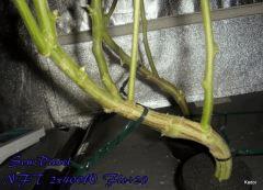 NFT 2x400W Ice Kush Sour Diesel Moby Dick Flo+20