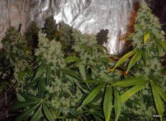 NFT ICE KUSH MOBYDICK SOURDIESEL FLO +73