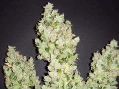 SourDiesel Flo+85