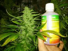 Black dominia x Somango (Philo)