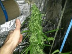 K13 (Philo Seeds)