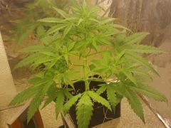 flo +31 (all 12/12) pincement +1
