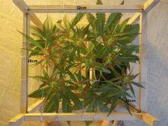 flo +35 (all12/12) début de scrog