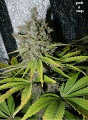 7 pck nep