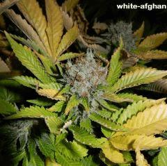 8 wh afghan