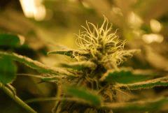 F 55 (5)