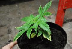 F 9 (9)