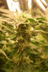 F 65 (8)