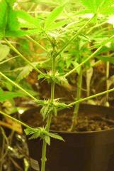 F 55 (1)