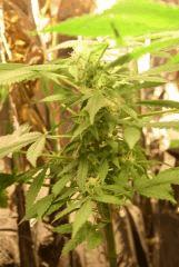 F 65 (3)