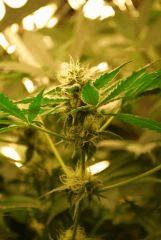 F 55 (9)