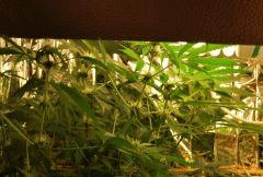 F 40 (1)
