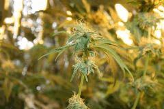 F 65 (1)