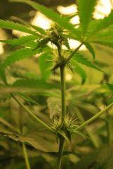 F 34 (9)