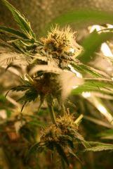F 65 (4)