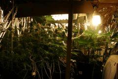 F 65 (2)
