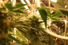 F 65 (5)