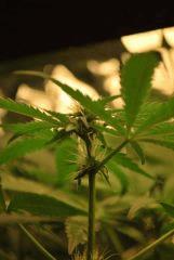 F 34 (8)