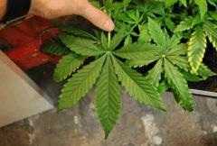 F 3 (9)