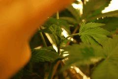 F 34 (4)