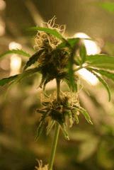 F 65 (6)