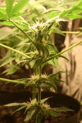 F 65 (7)