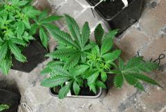 F 9 (12)