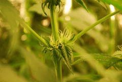F 34 (5)