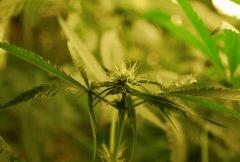 F 34 (10)
