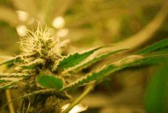 F 55 (4)