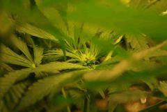 F 34 (2)