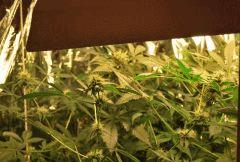 F 55 (7)