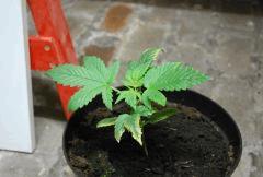 F 9 (8)