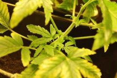 C 42 (6)
