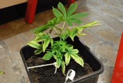 F 3 (7)